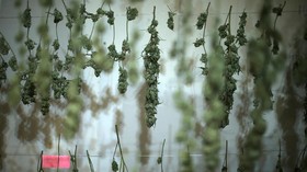 Negara dengan Aturan Ganja yang Lebih 'Santai'