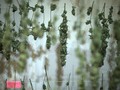Temuan Baru Ganja Efektif Kurangi Kejang Penderita Epilepsi