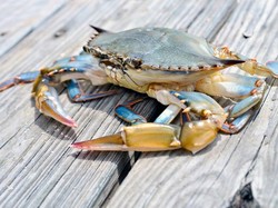 Begini Awal Mula Kepiting Jalan Menyamping