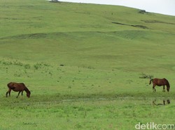 Bak Negeri Dongeng, Ini 4 Sabana Indah di NTT yang Wajib Dikunjungi