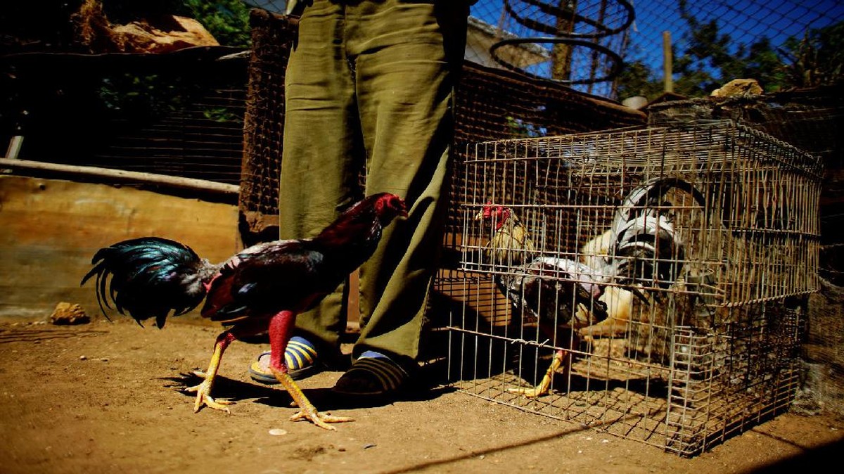 Keseruan Duel Ayam Jago di Sebuah Kota Kecil Cuba