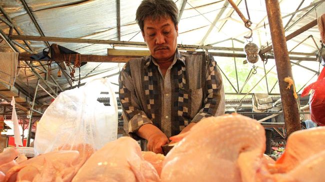 Impor Ayam Brasil Ancam Peternakan Unggas Rakyat