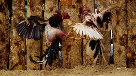 Keseruan Duel Ayam Jago di Sebuah Kota Kecil Cuba