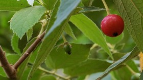 Khasiat Luar Biasa Si Mungil Buah Kersen