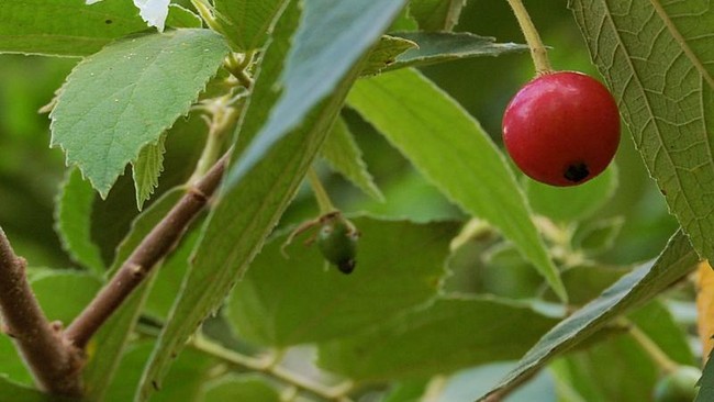 Dari bentuknya yang mungil, buah kersen seperti ceri. Tapi di balik tubuh mungil tersimpan khasiat yang besar. Apa saja?