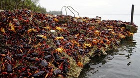 Serbuan Kepiting di Playa Giron Kuba