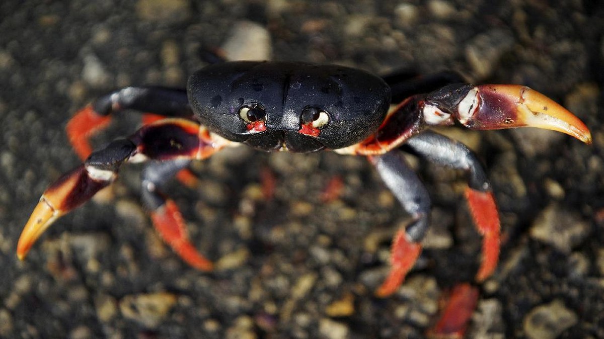 Serbuan Kepiting di Playa Giron Kuba