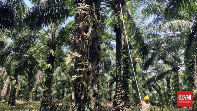 Komisi Indonesia Sustainability Palm Oil (ISPO) menyebut dari ribuan produsen sawit, baru 413 di antaranya yang mengantongi sertifikat ramah lingkungan.