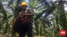 Apkasindo Tuding Uni Eropa Ingin 'Bunuh' Petani Sawit RI