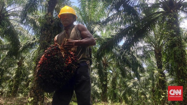 Asosiasi Petani Kelapa Sawit (Apkasindo) menyebut, tudingan tersebut seiring upaya sistematis Uni Eropa untuk mematikan industri kelapa sawit.