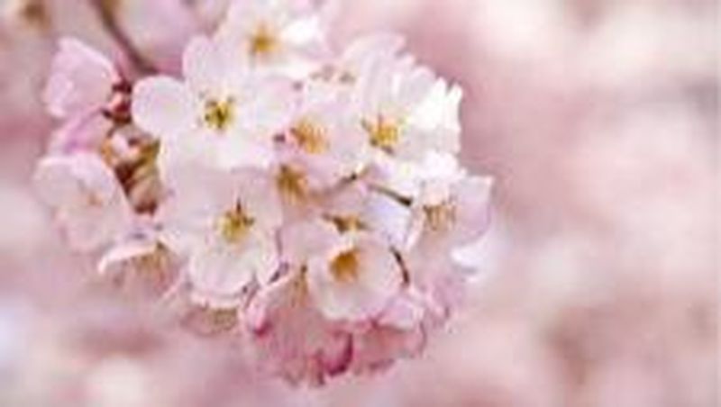 Kementerian Pariwisata (Kemenpar) siap menggenjot promosi pariwisata Indonesia di Jepang.