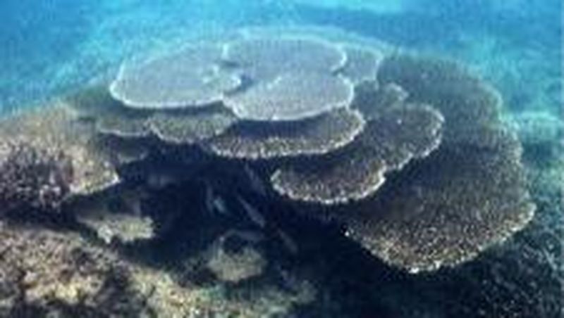 Pesona bawah laut Indonesia semakin dieksplorasi, semakin banyak keistimewaannya.