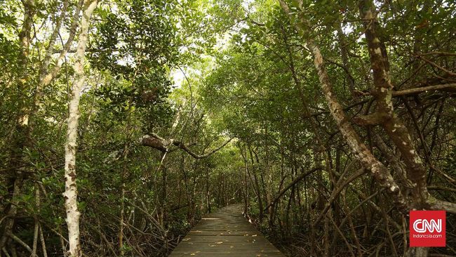 Hutan bakau menjadi objek wisata seperti yang sudah banyak dikembangkan oleh berbagai daerah di Indonesia.