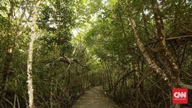 Menjaga Hutan Bakau Halmahera Tengah