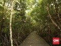 Menjaga Hutan Bakau Halmahera Tengah