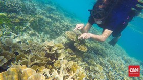 8 Tempat Snorkeling Terbaik di Dunia, Indonesia Punya Raja Ampat