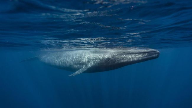 Maraknya Blue Whale Challenge, psikolog Kasandra Putranto menyarankan orang tua untuk mewaspadai gim-gim yang digemari anak.