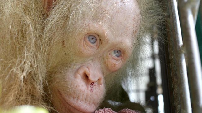 Saat ditangkap, ada noda darah di hidung orangutan. Diduga, itu merupakan hasil perlawanannya dengan warga desa yang menangkapnya.