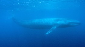Tiga Peran Penting Orang Tua Menyikapi Blue Whale Challenge