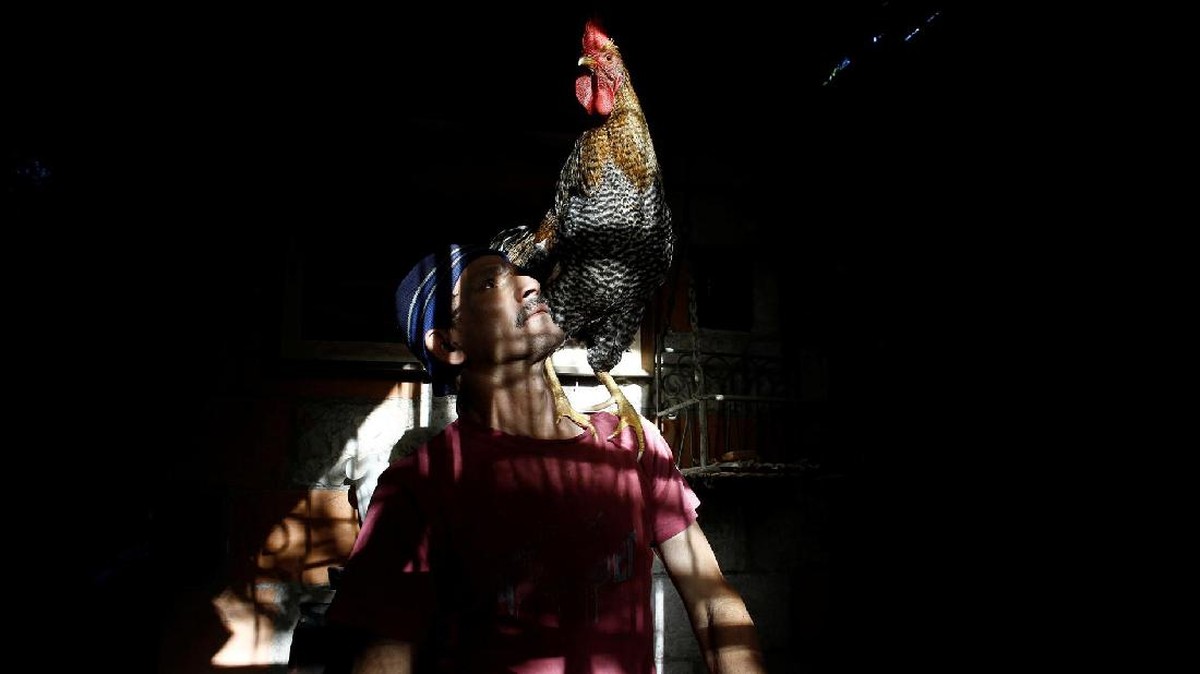 Potret Penjinak Ayam di Kosta Rica