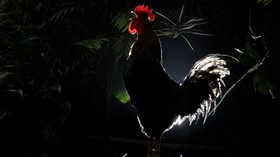 Kecewa Performa Pelatih, Suporter Lempar Ayam ke Lapangan