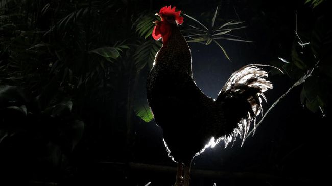 Kecewa Performa Pelatih, Suporter Lempar Ayam ke Lapangan Aksi protes suporter bisa dilakukan dengan berbagai cara, termasuk dengan melempar ayam ke arah lapangan.