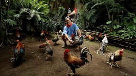 Potret Penjinak Ayam di Kosta Rica