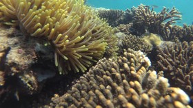 Wisata Snorkeling Gili Ketapang Dongkrak Ekonomi Warga