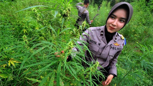 Banyak ladang ganja ditemukan di Aceh, di provinsi tersebut ganja termasuk tanaman 'subur'. 