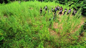 Polisi Tembak Mati Tersangka Kasus Peredaran Ganja dari Aceh