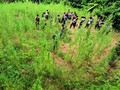 Polisi Tembak Mati Tersangka Kasus Peredaran Ganja dari Aceh