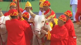 Sapi Suci Ramal Panen Sukses di Thailand