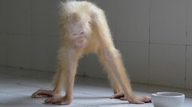 Jelang Natal, Alba 'Orangutan Albino' Pulang Kampung