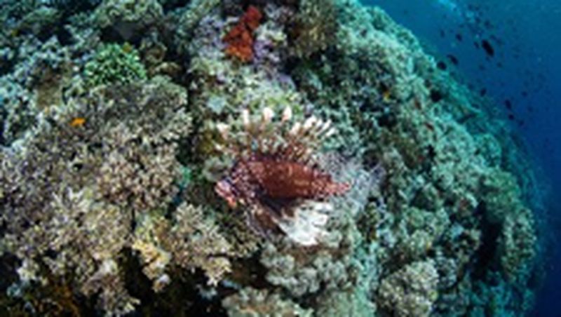 Menpar Arief Yahya paling pede jika bercerita soal underwater Indonesia.