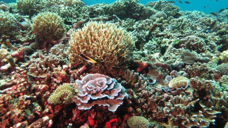 Dinas Pariwisata Morotai menggelar kontes foto Morotai Underwater pada 15-19 Mei mendatang.