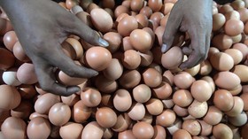 Telur Tercemar Insektisida Menyebar ke Inggris dan Perancis