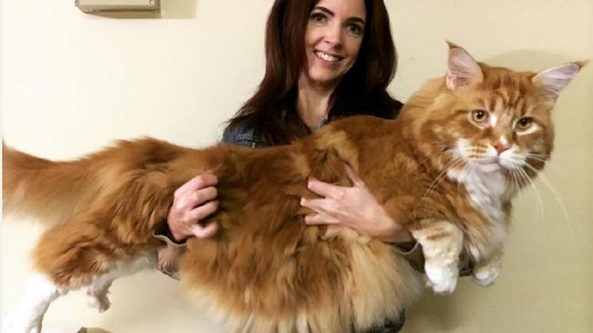Omar the maine coon bukanlah kucing biasa. Dia dua kali lebih besar dibanding dengan anjing yang tinggal bersamanya.