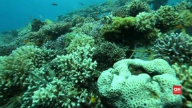 Peneliti Temukan Karang Anti Pemanasan Global di Laut Merah