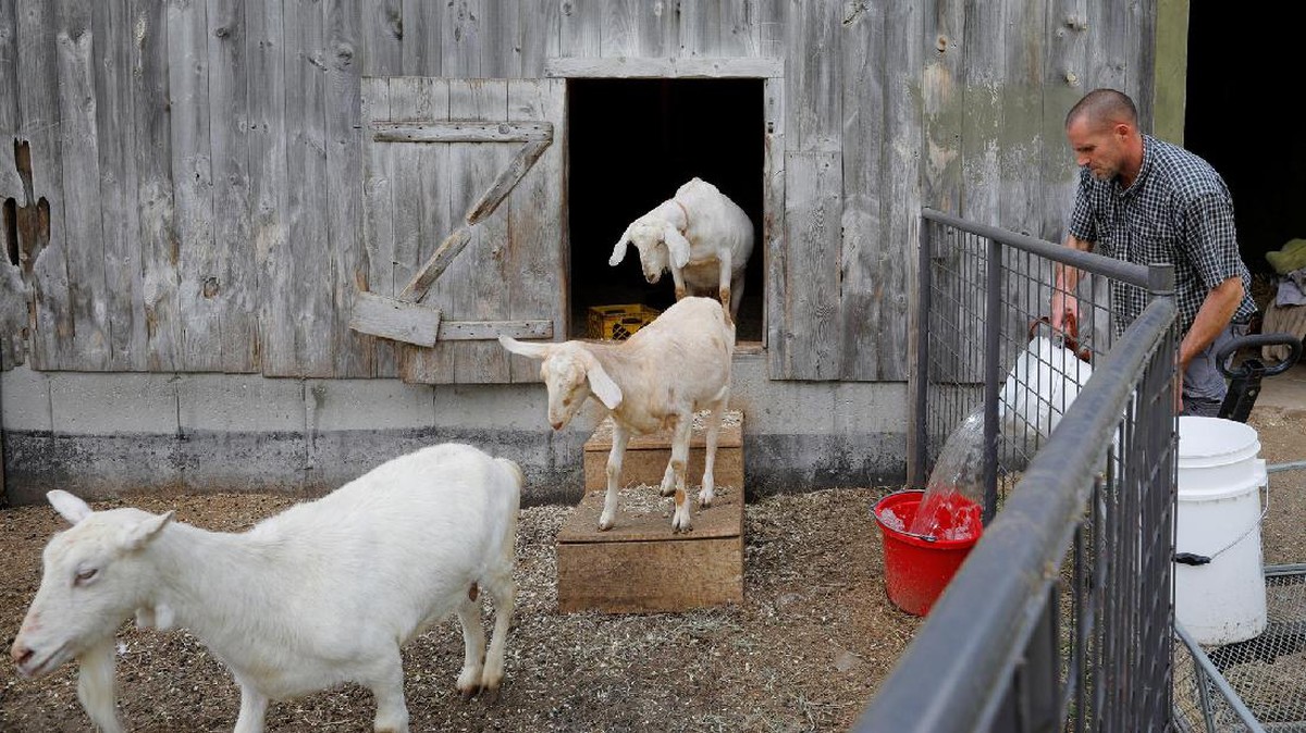 Serunya Beryoga Bersama Kambing Peliharaan