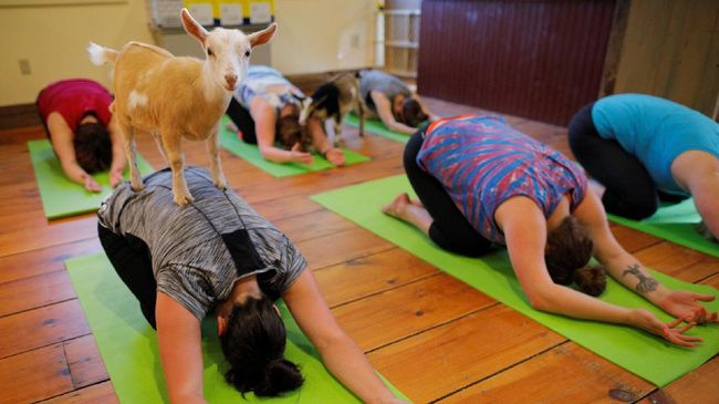 Selamat hari yoga internasional! Seiring berjalannya waktu, perkembangan yoga diwarnai dengan berbagai inovasi, mulai dari gerakan, konsep hingga atribut.
