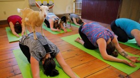 Sembilan Yoga Aneh Untuk Rayakan Hari Yoga Internasional