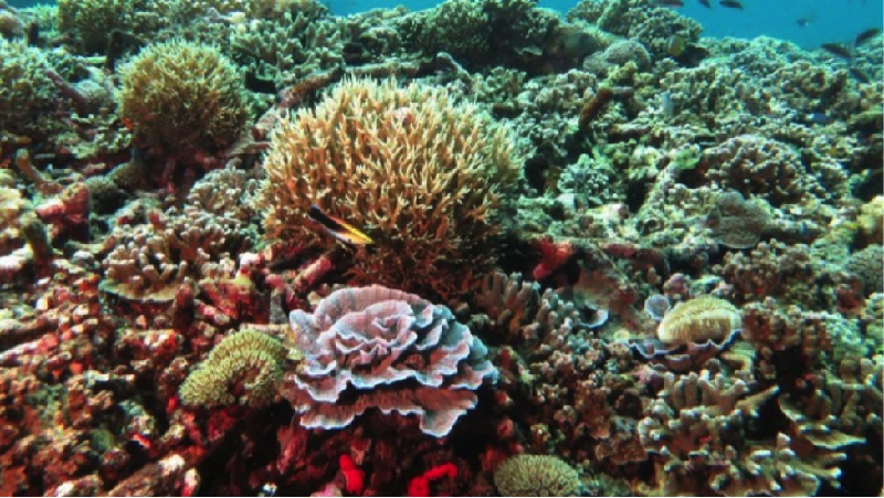 Setelah merampungkan kontes Morotai Underwater Photo Contest 2017, Kementerian Pariwisata (Kemenpar) pun segera mengumumkan pemenangnya.