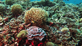 Ini Dia Kampiun Morotai Underwater Photo Contest 2017