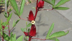 Hubungan Antara Rosella dan Diabetes