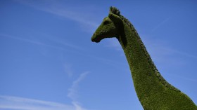 Mekar Musim Semi di Chelsea Flower Show 2017