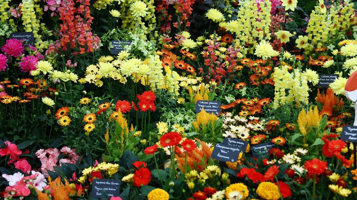 Mekar Musim Semi di Chelsea Flower Show 2017