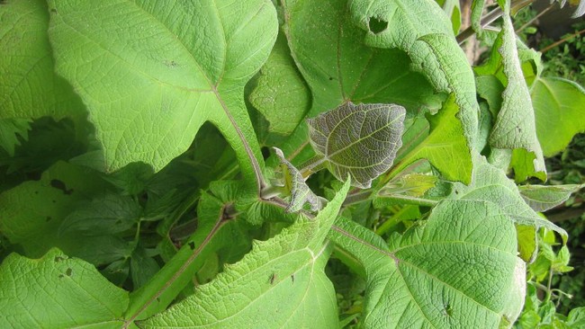 Daun insulin (Smallanthus sonchifolius) dipercayai oleh sebagian diabetesi (penderita diabetes) bisa menyembuhkan penyakit diabetes. Benarkah?