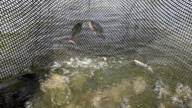 Ikan Nila Terjangkit Tilapia Tak Berbahaya jika Dikonsumsi