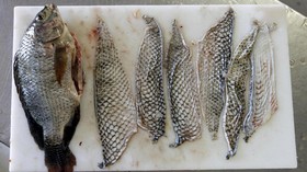 Ikan Nila yang Mati Massal di Indonesia Ternyata Negatif TiLV
