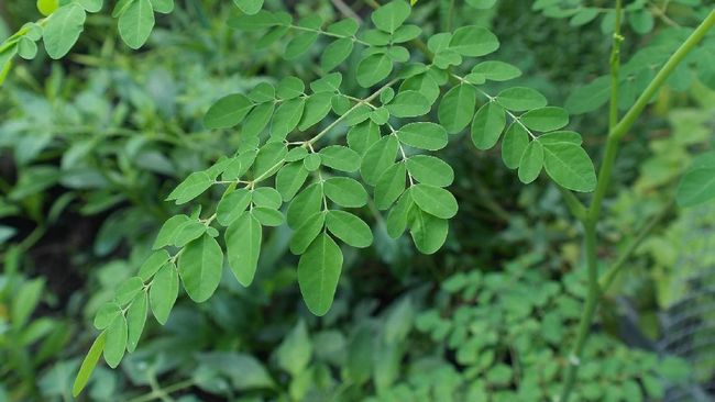 Daun Kelor Dapat Cegah Dan Membunuh Sel Kanker